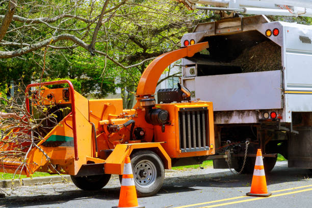 Emergency Storm Tree Removal in Fort Lauderdale, FL